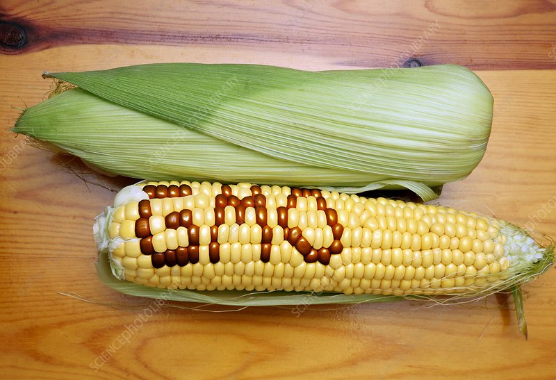 Why you will not get GMO maize in the market soon