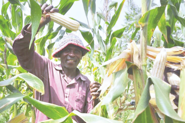 State to import 10m bags of GMO maize, declares Kuria