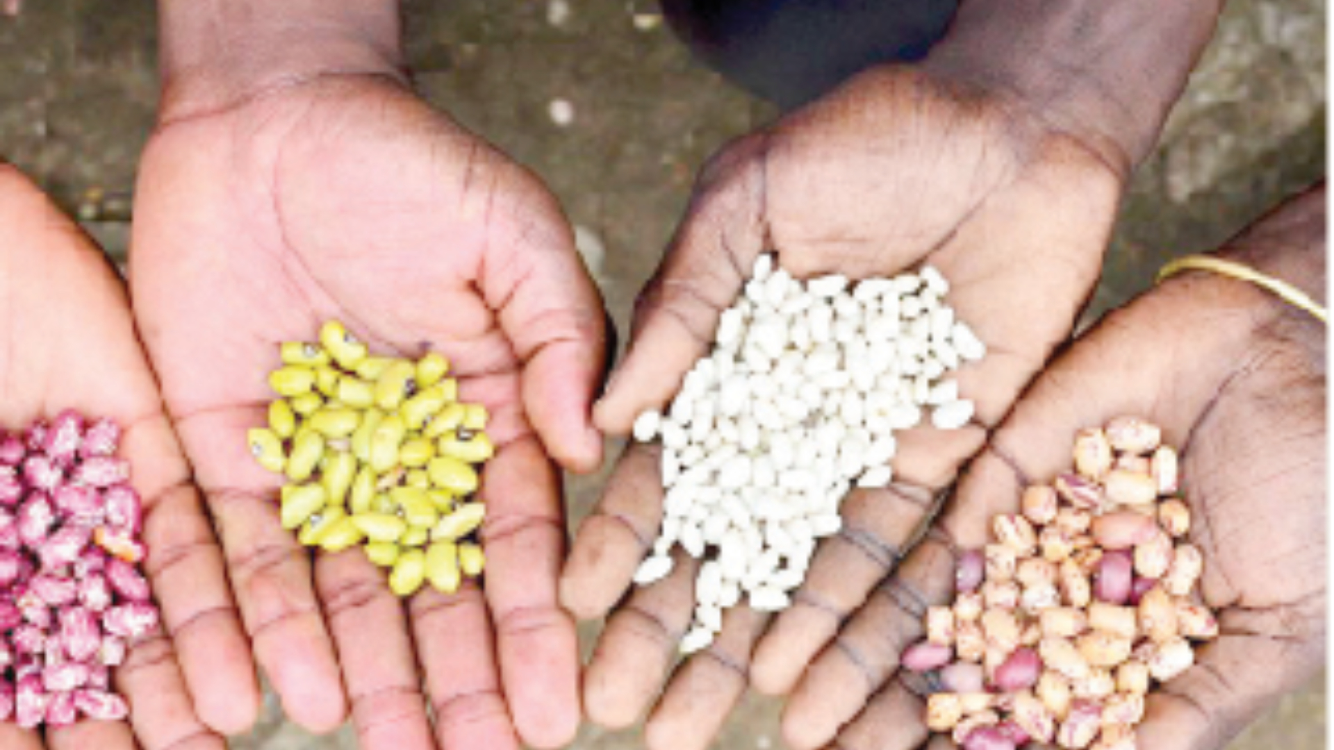 Promoting indigenous seed sharing for food security