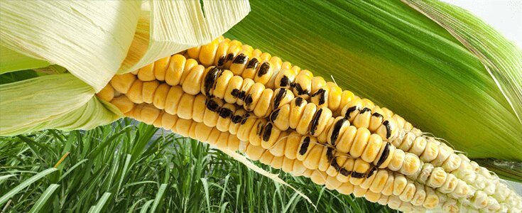 Resolve dispute over available maize stocks