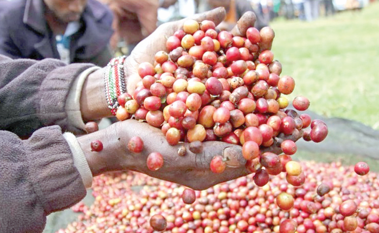 Kenya’s coffee under threat as farmers hit by climate change