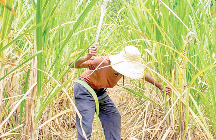 Why planned leasing of State-owned sugar mills faces uncertainty